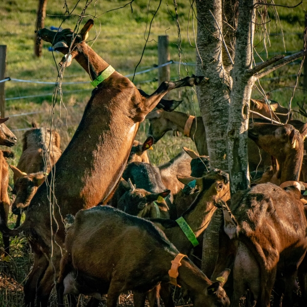 Ferme de fromage de chèvre Ferme de fromage de chèvre